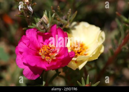 PINK AND YELLOW PORTULACA GRANDIFLORA FLOWERS COMMONLY KNOWN AS SUN ROSES, SUN PLANTS OR MEXICAN ROSE. Stock Photo