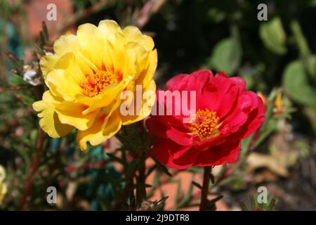 RED AND YELLOW PORTULACA GRANDIFLORA FLOWERS COMMONLY KNOWN AS SUN ROSES, SUN PLANTS OR MEXICAN ROSE. Stock Photo