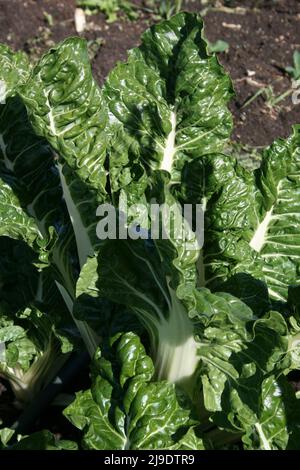 SPINACH GROWING Stock Photo