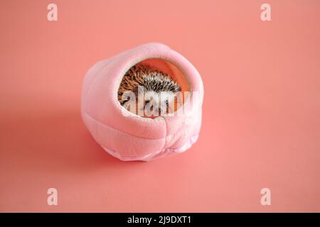 African hedgehog in in a pink soft house on a pink background.Cute little hedgehog.House for a hedgehog. Stock Photo