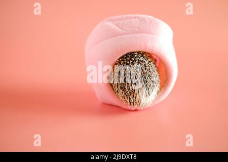 House for a hedgehog.African hedgehog in in a pink soft house on a pink background. Stock Photo