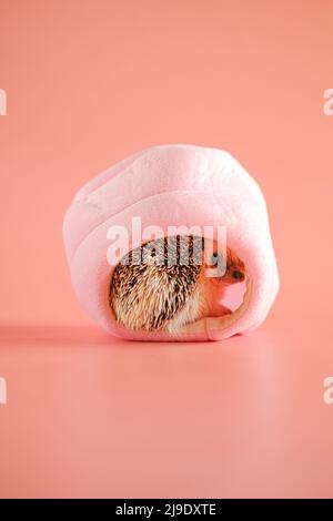 House for a hedgehog. hedgehog in in a pink soft house on a pink background.Cute little hedgehog Stock Photo