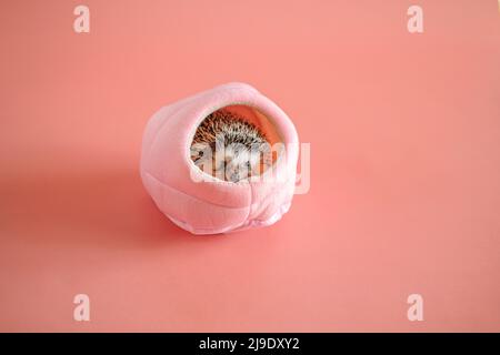 African hedgehog in in a pink soft house on a pink background.Cute little hedgehog Stock Photo