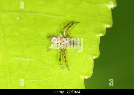 Flower spider (Dianea ambara) eating a fly Stock Photo