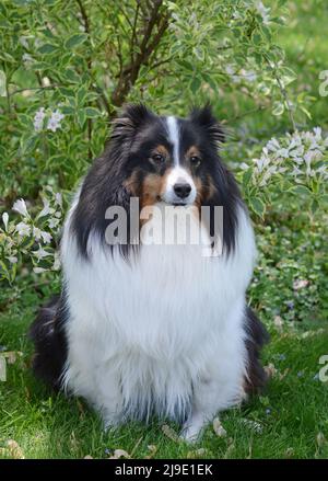 Sheltland Sheepdog (sheltie) poses in front of a flowering shrub in the spring. Beautiful purebred dog with a full tricolor coat and mature mane. Stock Photo