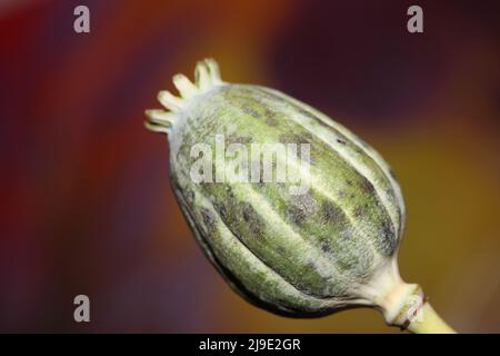 Opium fruit papaver somniferum family papavaraceae close up botanical background high quality big size print home decor agricultural psychoactive flow Stock Photo