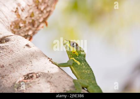Knight Anole hanging laying on the branch of a tree Stock Photo