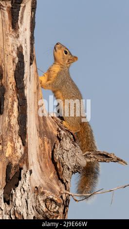 The fox squirrel (Sciurus niger), on the dead tree at Inks Lake State Park,,  Texas Stock Photo