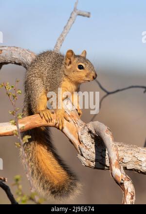 The fox squirrel (Sciurus niger), on the dead tree at Inks Lake State Park,,  Texas Stock Photo