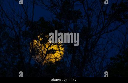 Rising orange moon with tree branch silhouettes on the cloudy night sky Stock Photo