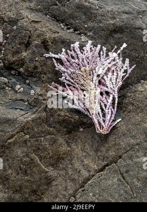 Beautiful branch of sea coral laying on the rock in J V Fitzgerald Marine Reserve, California Stock Photo