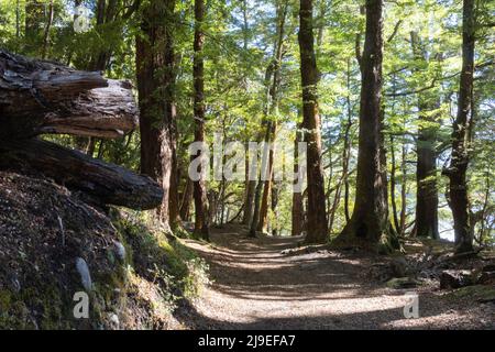 Path through tall beech trees on Kepler Track at Te Anau beside lake in South Island New Zealand.