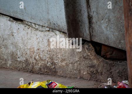 Rats are eating the food in street. Stock Photo
