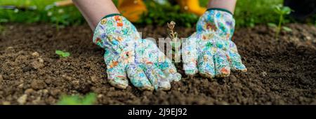 Female gardener planting flowers in her flowerbed. Gardening banner. Garden landscaping small business owner. Planting snapdragon seedlings. Stock Photo