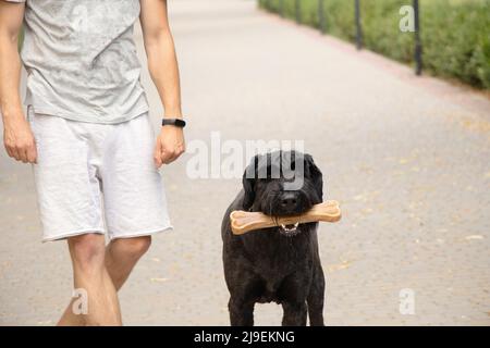 giant schnauzer with a bone in its teeth, dog food, a dog on a walk in a park in Ukraine Stock Photo