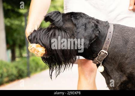 giant schnauzer with a bone in its teeth, dog food, a dog on a walk in a park in Ukraine Stock Photo