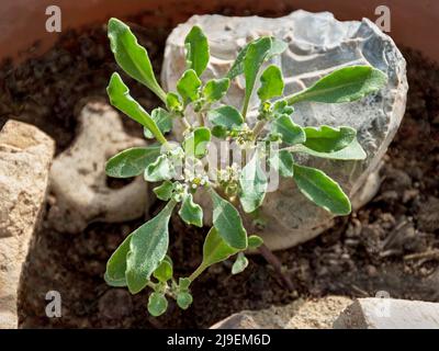 False rose of jericho immagini e fotografie stock ad alta risoluzione -  Alamy