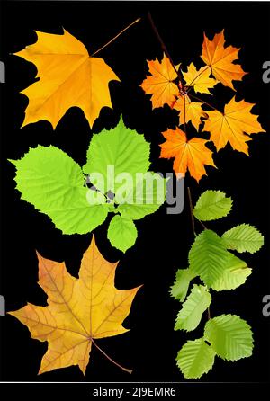 Set of colored leaves falling and spinning isolated on black background. Colored vector illustration Stock Vector