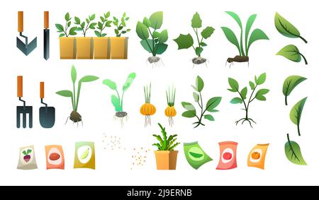Set of Seedling garden plants with roots. Sowing agricultural material. Isolated on white background. Roots in box. Vector. Stock Vector