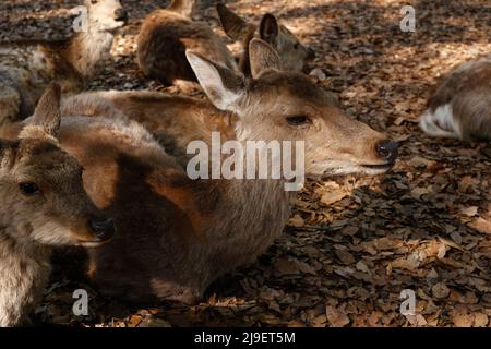 nara, japan, 2022/05/05 , deer resting under a tree in Nara park during golden week 2022 in Nara, Japan. Stock Photo