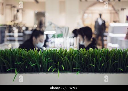 A bright green home bush grows in cozy beauty salon against the backdrop of girls doing manicures. Image with selective focus Stock Photo