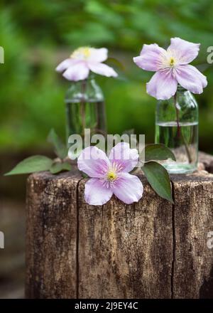 Beautiful spring floristic arrangement with white and rosa clematis flowers in small glass vases on old tree stump in the garden. Stock Photo