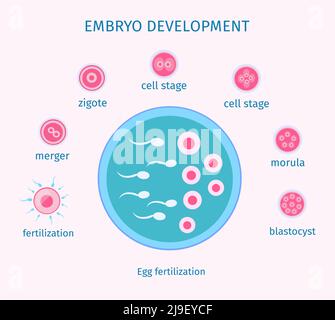 Egg fertilization process flat template with different stages of embryo ...