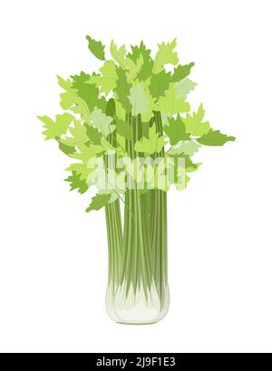 Leaf green celery, flat style vector illustration on white background Stock Vector