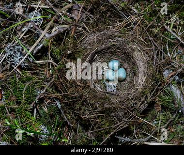 birds nest with three eggs in the forest, natural background Stock Photo