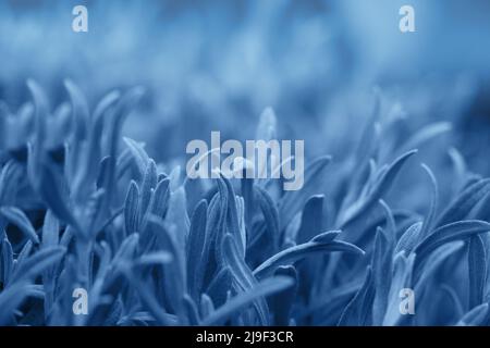 Cool Tones. Abstract background Wallpaper Creative layout made of dark blue color leaves. Nature concept. Stock Photo