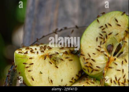 Apples that has been cut in half have been left to attract the fruit flies Stock Photo