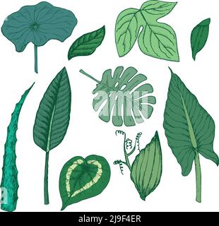 Colored drawing exotic floral elements set with green tropical beautiful leaves isolated vector illustration Stock Vector
