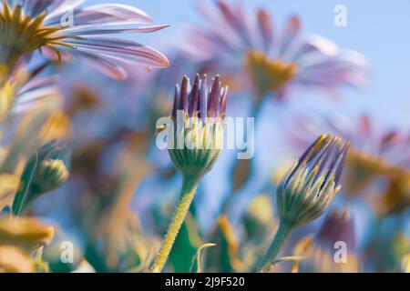 Beautiful Floral Background. Bottom View on a Gentle Purple Daisy Flowers in Bright Sunny Day. Fresh Chamomile Field. Beauty of Spring Nature. Stock Photo