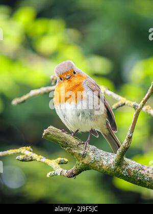 Curious European robin posing on a tree branch and looking directly into the camera Stock Photo