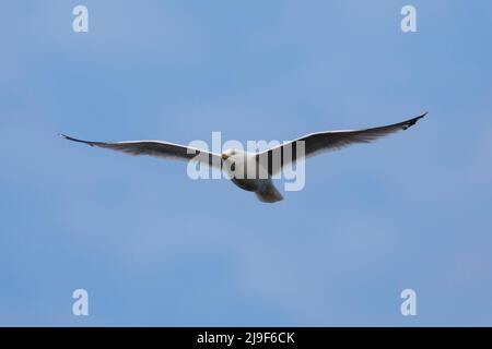 Herring gull (Larus argentatus) England, UK Stock Photo