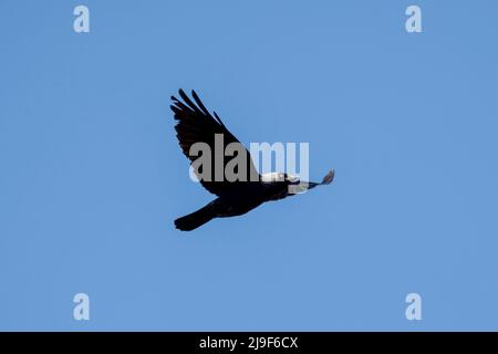 Jackdaw (Corvus monedula) in flight, England, UK Stock Photo