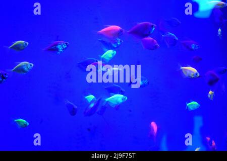 Many small bright cortical fishes in pure blue water swim chaotic. Stock Photo