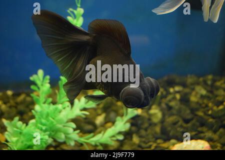 Carassius gibelio forma auratus, Goldfish black telescope. selective focus Stock Photo