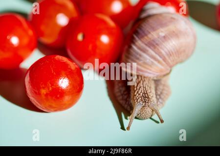 Helix pomatia (Roman snail or Burgundy snail) with tomatoes Stock Photo