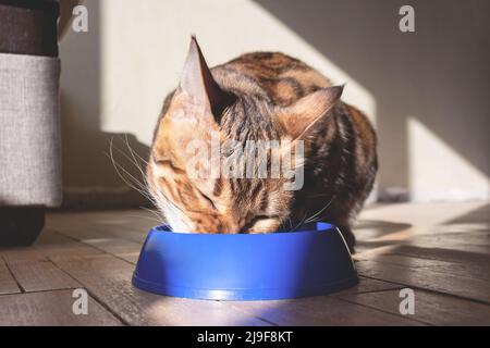 Bengal cat eating from blue plastic bowl. Stock Photo