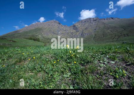 Pian dell'Alpe, Chisone valley, Piedmont, Italy. Primula veris, Cowslip Stock Photo