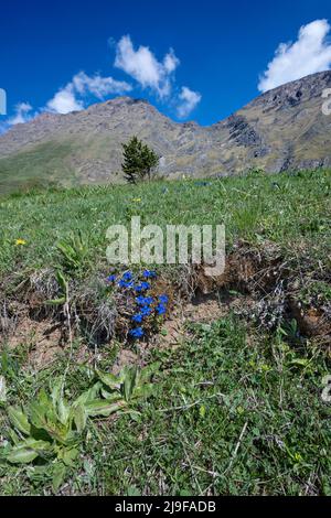 Pian dell'Alpe, Chisone valley, Piedmont, Italy. Gentiana verna, Spring gentian Stock Photo