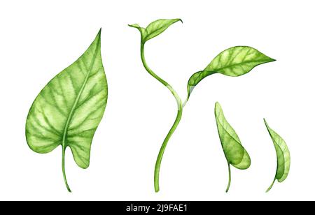 100,000 Money plant Vector Images | Depositphotos