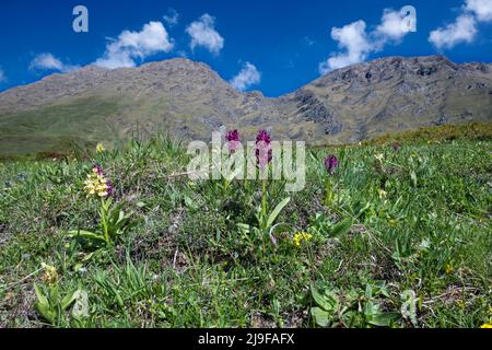 Pian dell'Alpe, Chisone valley, Piedmont, Italy, mountain landscape Stock Photo