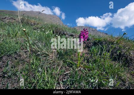 Pian dell'Alpe, Chisone valley, Piedmont, Italy. Dactylorhiza sambucina, Elder-flowered orchid Stock Photo
