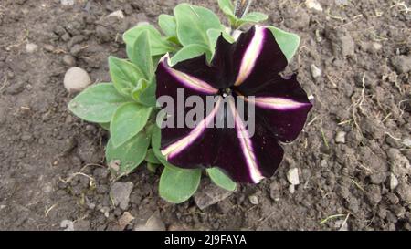 Petunia pinstripe Balpepin plant very deep purple with pink to creamy-white central stripes forming a star like pattern with copy space Stock Photo