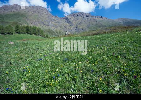 Pian dell'Alpe, Chisone valley, Piedmont, Italy Stock Photo
