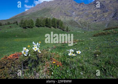 Pian dell'Alpe, Chisone valley,, Piedmont, Italy. Pulsatilla alpina, Alpine anemone Stock Photo