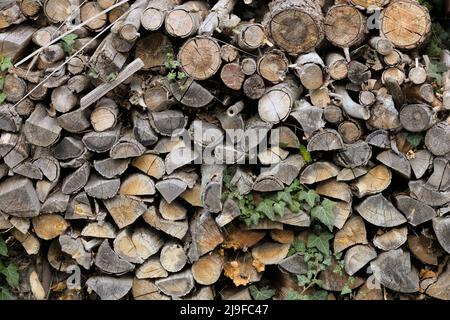 Ivy growing on old firewood stack Stock Photo