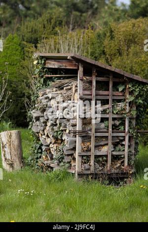 Old firewood storage place overgrown with ivy Stock Photo